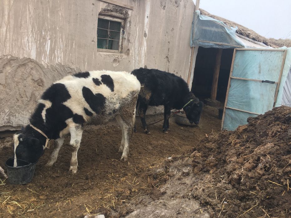 кора кочар сотилади