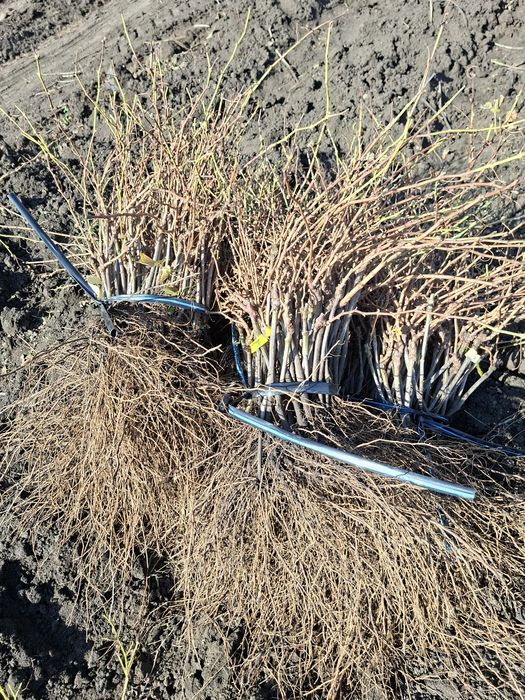 De vânzare Butași viță de vie altoită si hibridă anul 3 de vegetație