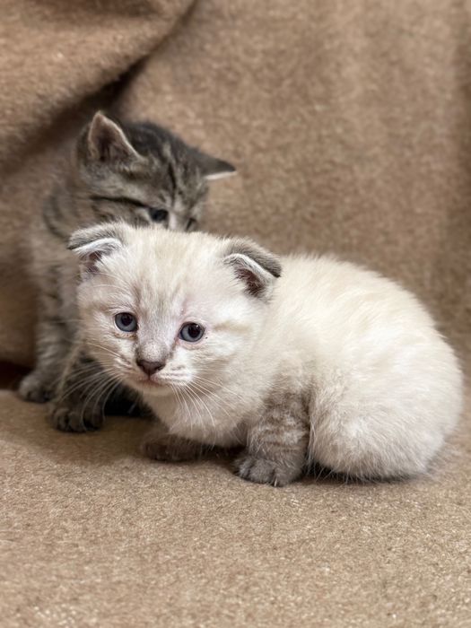 Продам котят в хорошие руки