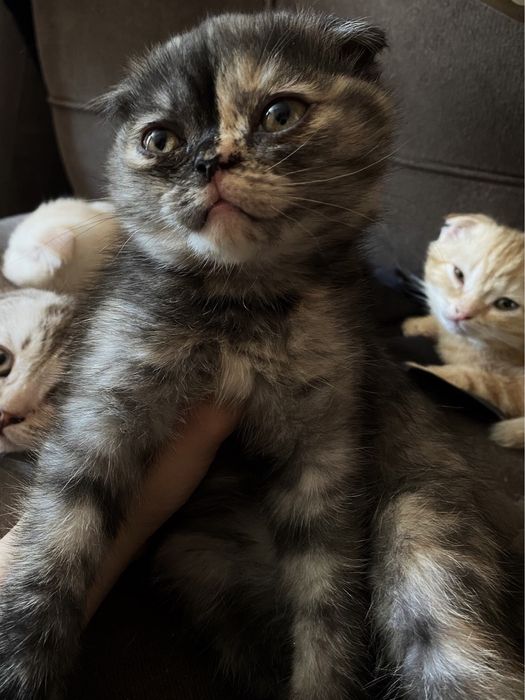 Скоттиш-фолд котята
