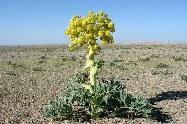 Каврак уруги улжон сорти сотилади