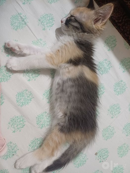 Котята бесплатно