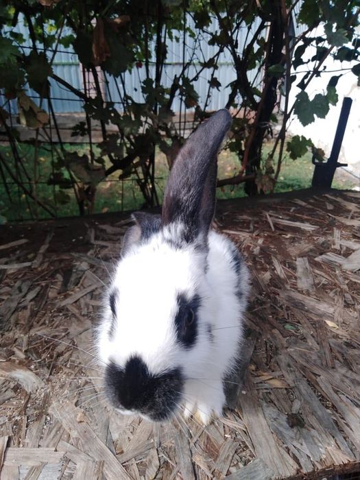 Кролики разные  и кролика