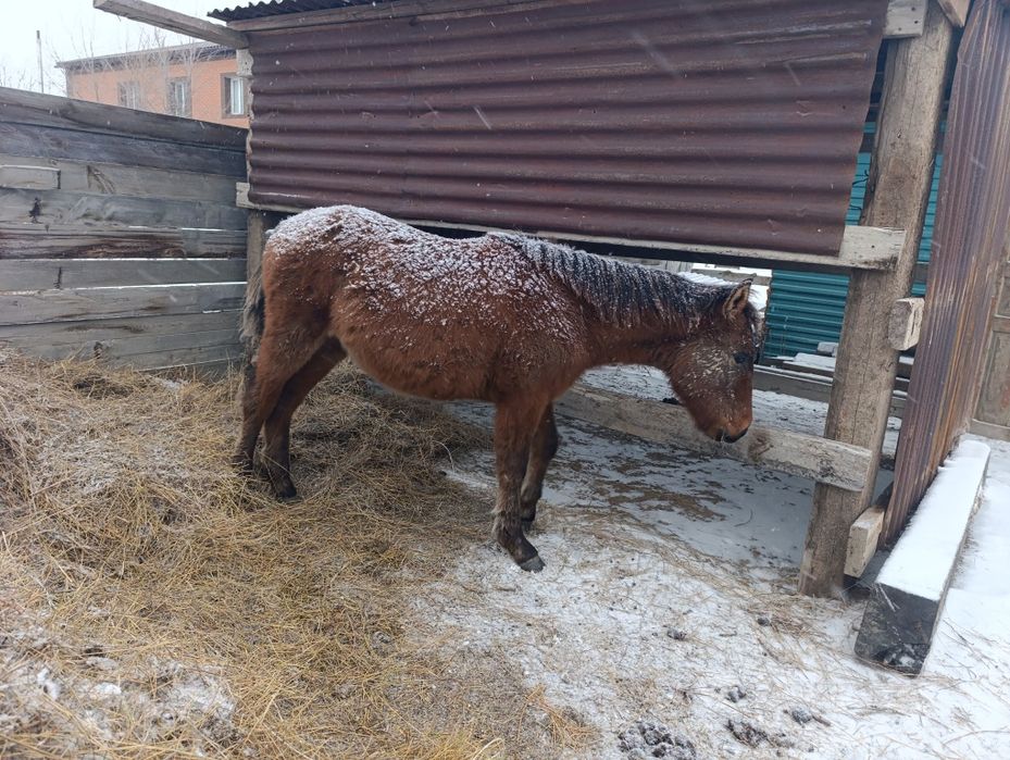 Жабагы сатылымда