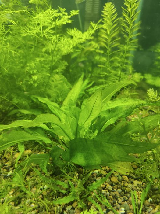 Обмен. Или продажа.