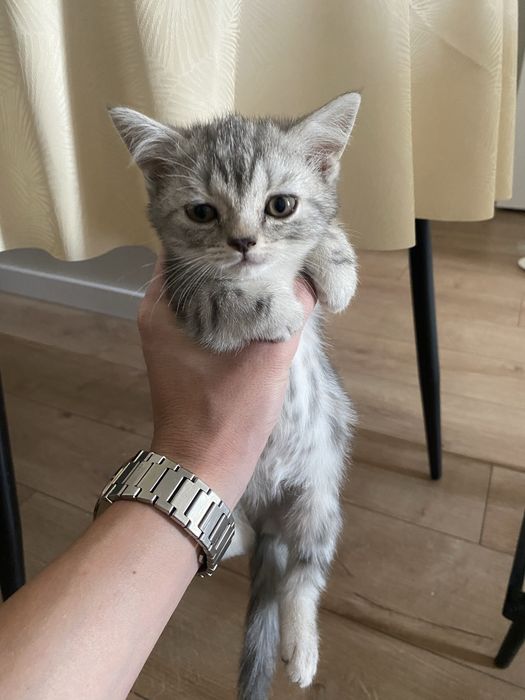 Продам котенка породистая