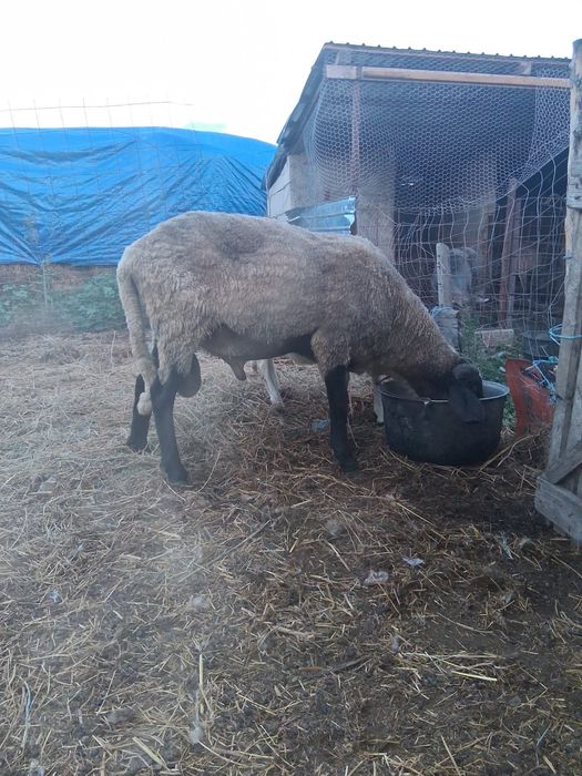 Berbec bulgaresc de vanzare