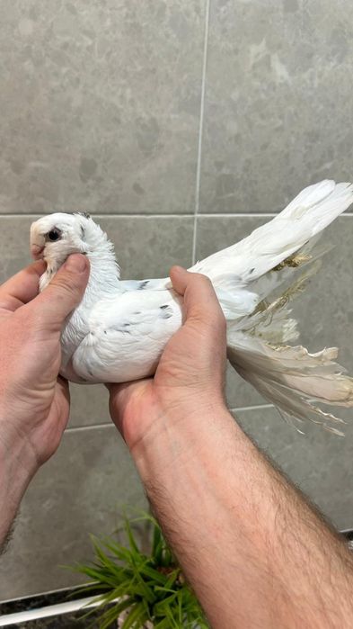 Продам молодого челкаря