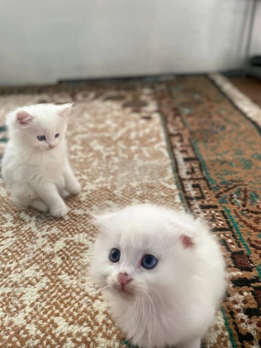 Мушукчалар сотилади