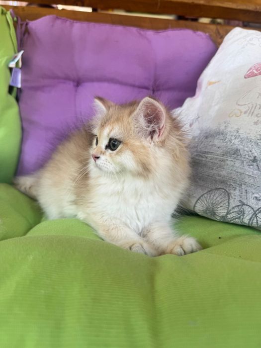 Британски котенца