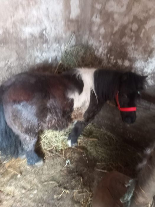 Vand ponei de 4 ani si 2 junici de rasa !