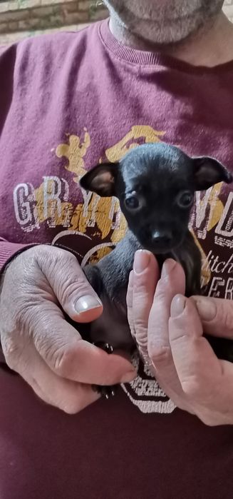 Продавам Пинчери