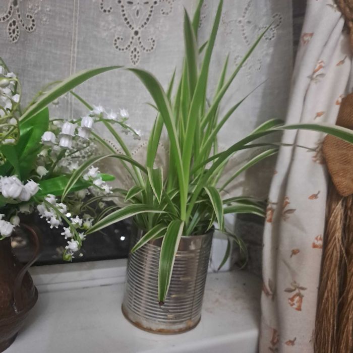 Продам Хлорофитрум комнатный цветок