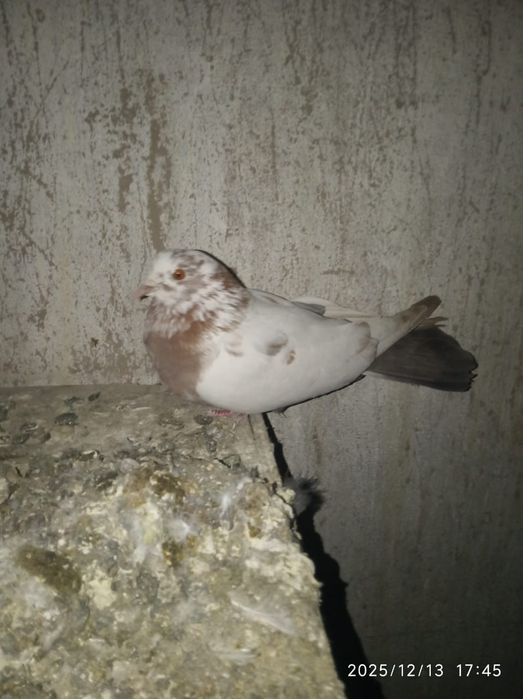 Бакинцы и головастик .