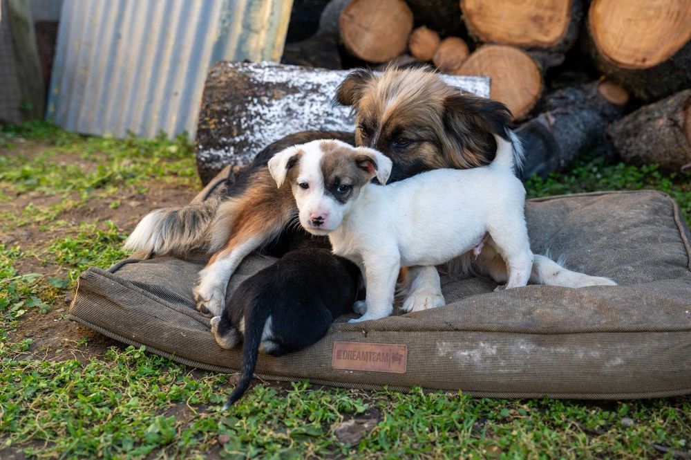 Кученца/котенце за осиновяване