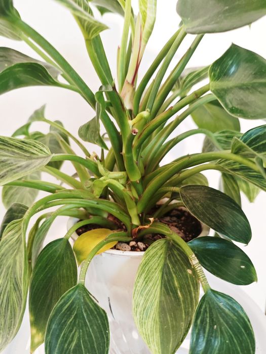 Филодендрон Биркин