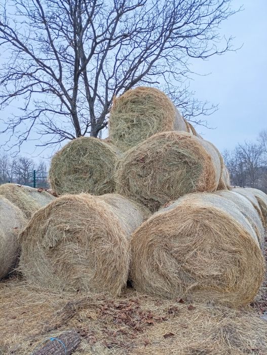 Vând baloti rotunzi 150 cm preț 250 ron