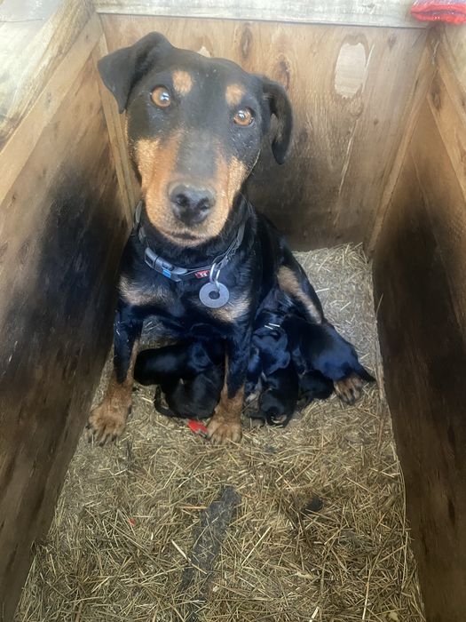 Щенки ягдтерьера