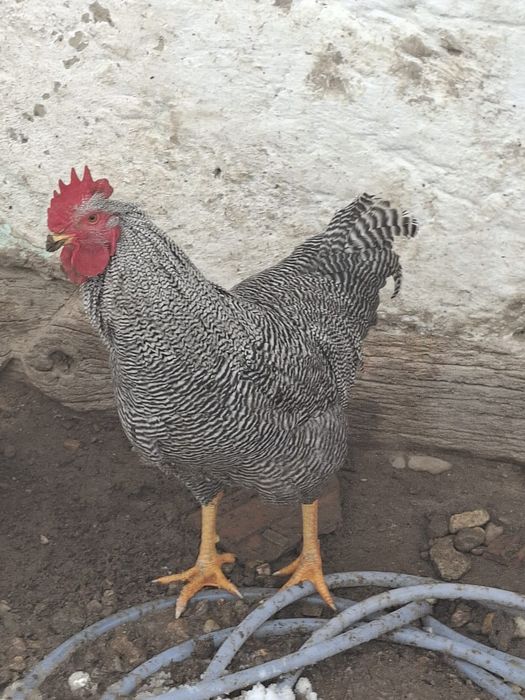 Vând curci 2+1 și cocosi