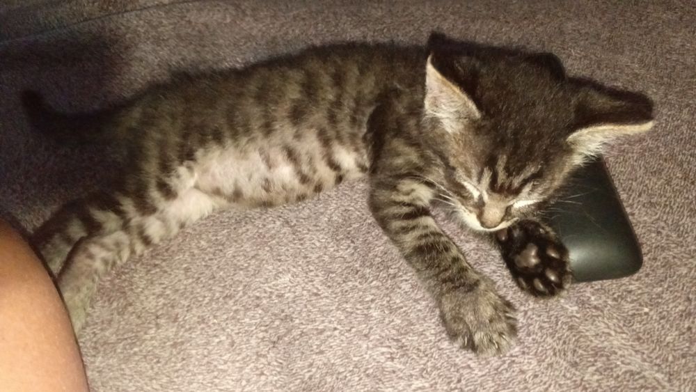 Отдам котёнка в добрые руки