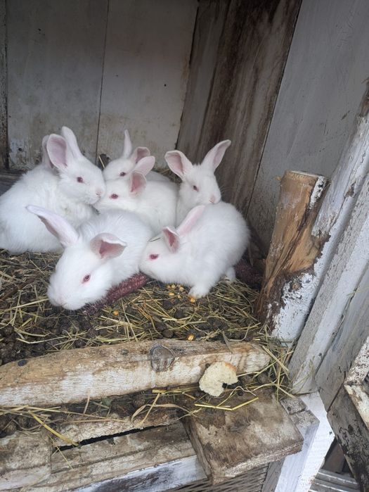 De vânzare iepurași