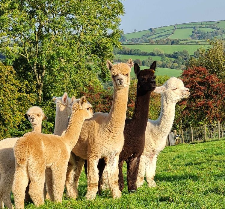 Vând Alpaca femele și masculi tinere și mature