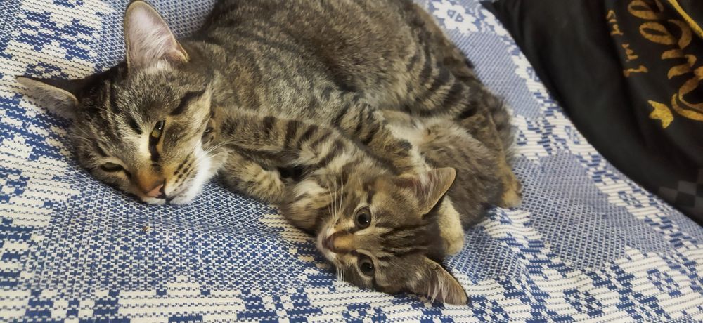 Котята в любящую семью