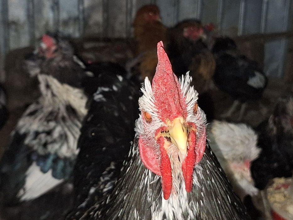 Vând cocoși tineri