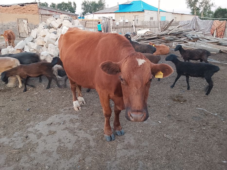 Продам корову дойную