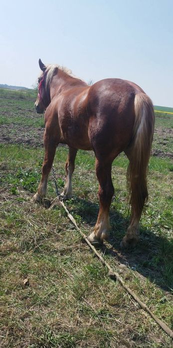 Vând iapa de 5 ani foarte bună la căruță