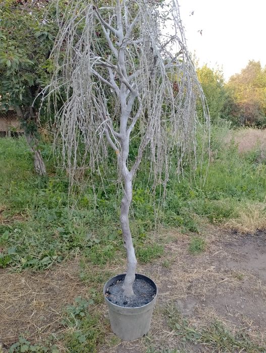 Продам декоративные деревья