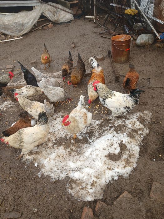 Продам Қораз,Петух