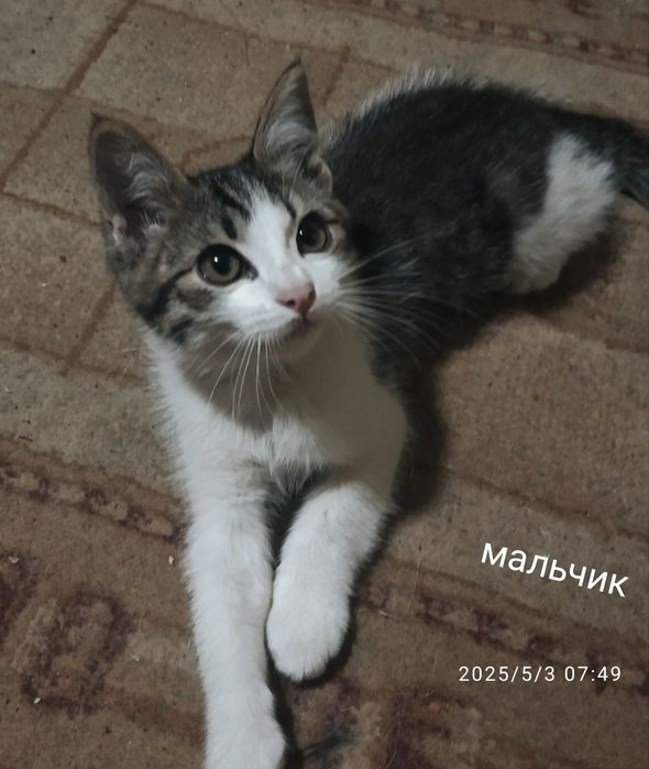 Отдаю в добрые руки