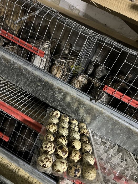 oua prepelite japoneza mare pentru incubat si pentru consum