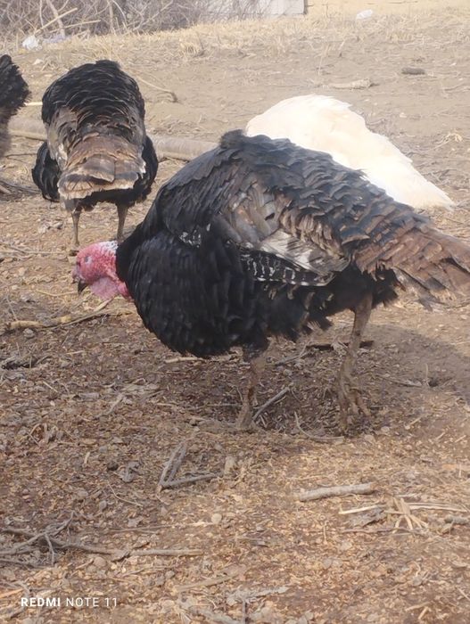 6 kgdan 7 kggacha sotiladigan Induklar bor