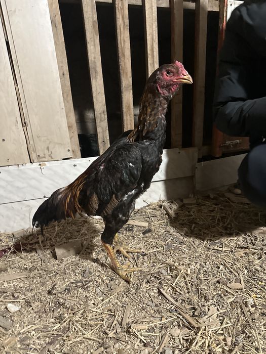 Дакан сатылады Саман тікше