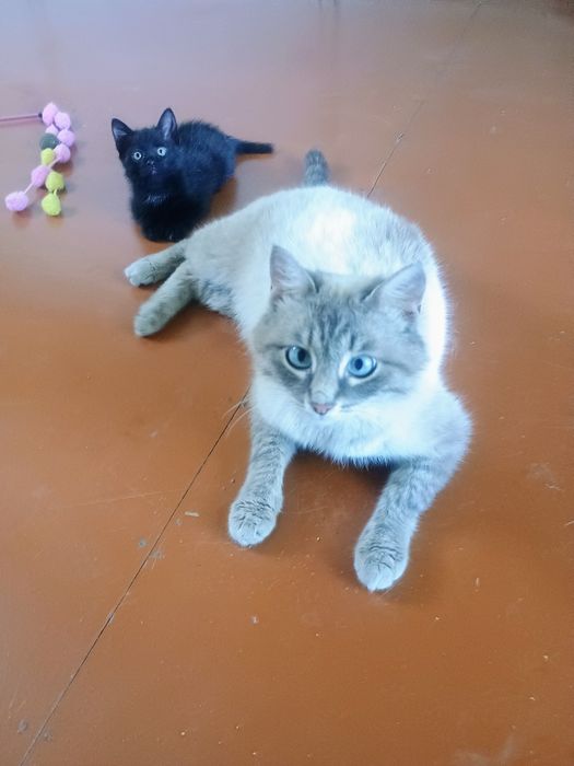 Отдам в добрые руки стерилизованную кошечку и котенка