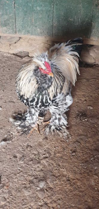 Cocos motat,încălțat,bărbos