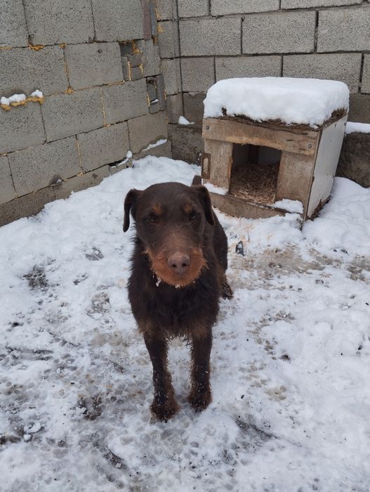 Ягтерер коричневый вязка