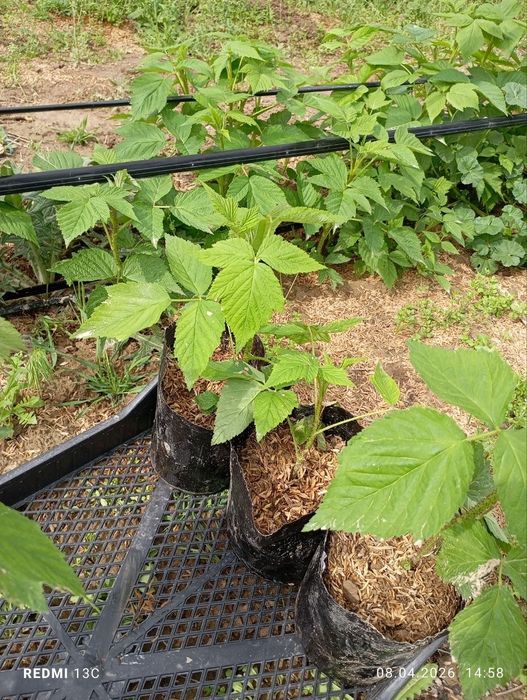 Malina ko‘chatlari Delniwa paketda | Ekishga tayyor