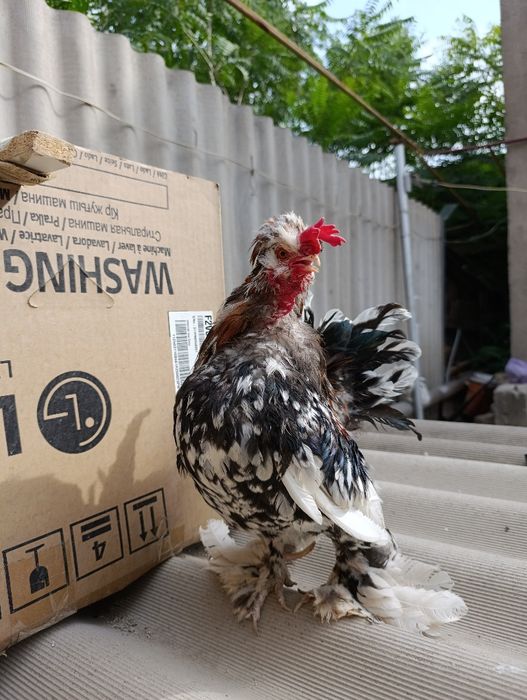 Японский Бетнамка