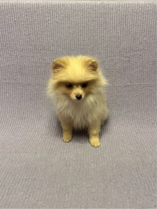 Femela pomeranian, rasa pura!