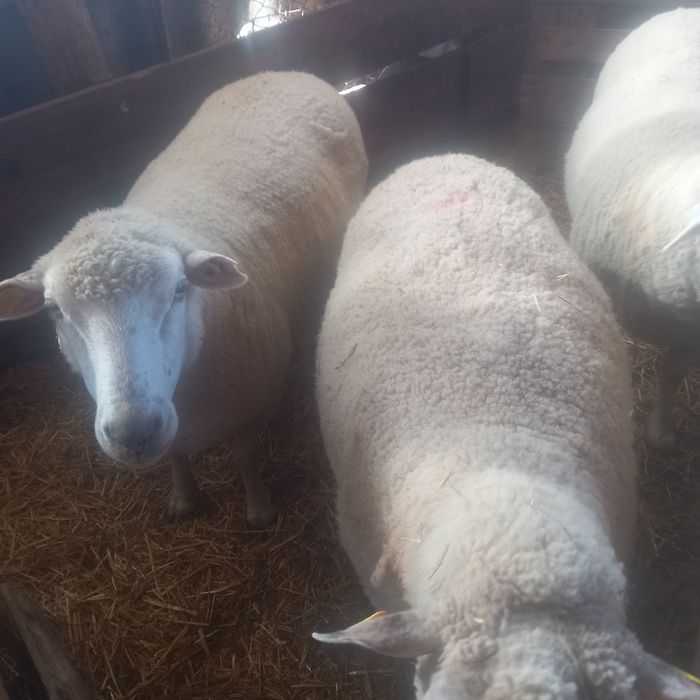 Oi texel de tinut de vanzare