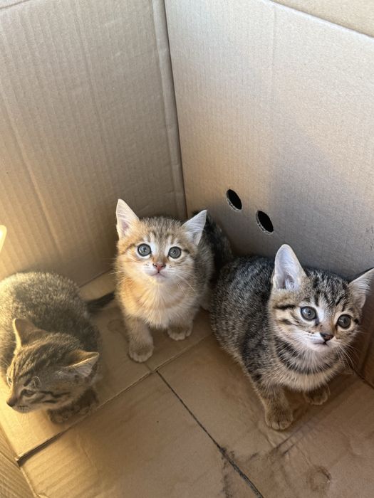Отдам в хорошие руки