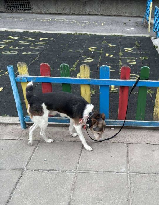 Добродушен Mладеж Tърси Дом