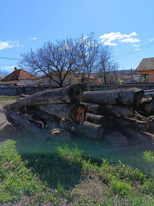 Buștean stejar uscat