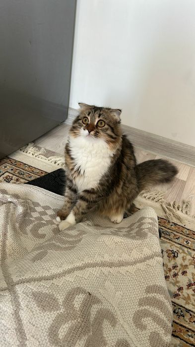 Отдам бесплатно  кошку 6 мес