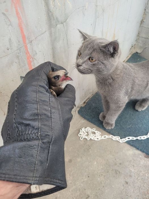 Отдам Породистого Котёнока Русский голубой, 2 месяца, Лоток знает,