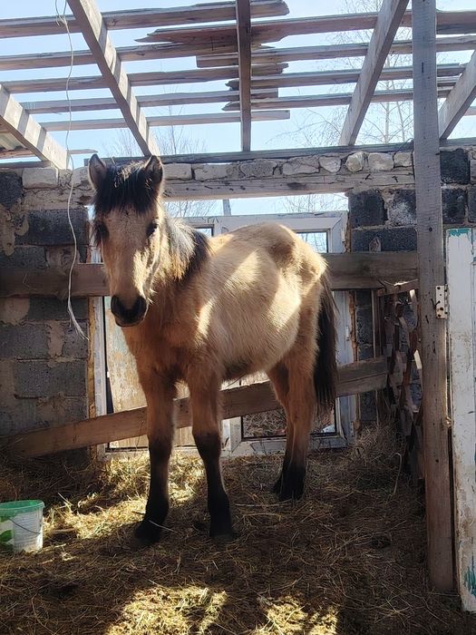 Продам Тай мальчик.