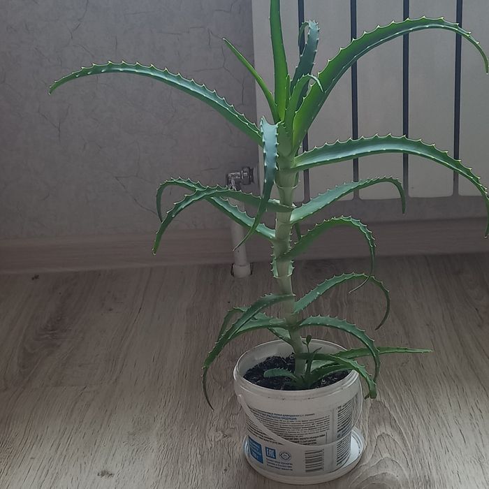 Продам алоэ 3-летний